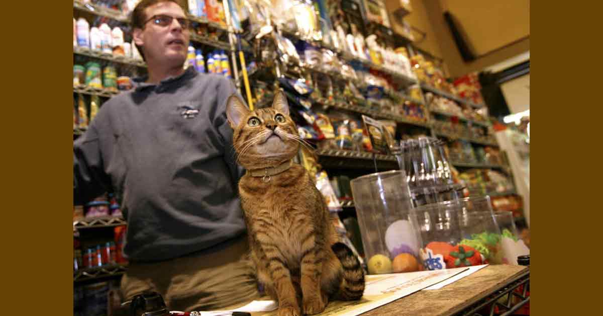 纽约州立法禁止宠物商店贩售猫、狗、兔等动物。图为美国纽约Petqua宠物店。（美联社档案照）