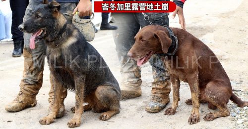 ◤峇冬加里露营地土崩◢ 奋力助寻9失踪者 警队向警犬致敬