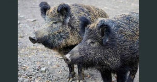 频传民众受伤甚至死亡案例 意大利城市可猎杀野猪起争议