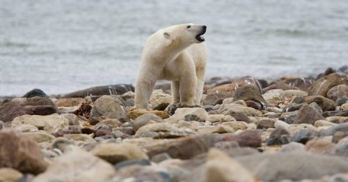 世界北极熊首都 熊群快速消失 40年少50%