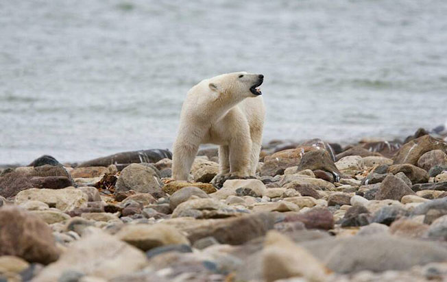 一只北极熊在加拿大曼尼托巴省邱吉尔镇附近的哈德逊湾活动。