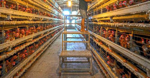 统计局公布养鸡成本 每公斤6.53令吉