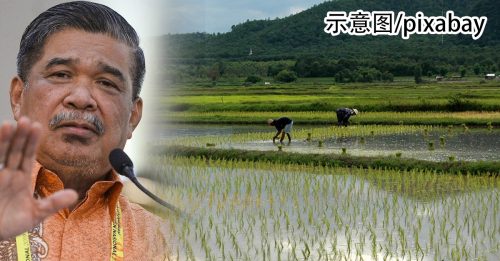 末沙布：丹登彭 逾2万稻农 1月中获千万令吉特别拨款