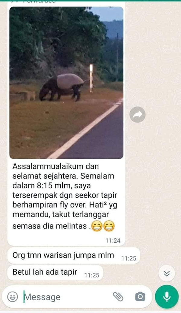 马来貘, Malayan tapir