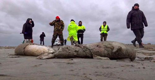 俄罗斯里海沿岸 2500海豹尸冲上岸