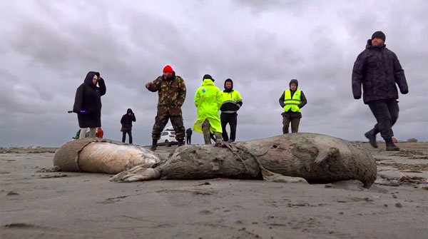 记者和环境部人员查看海豹尸体。（美联社）