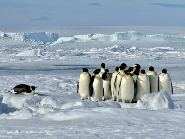 诶朋友，你干嘛趴着啊？！帝王企鹅生长生活在冰地上，短短的腿每走5步，就用鼓鼓的肚子趴着滑行几十米，因此每年才能自如前行100公里路。
