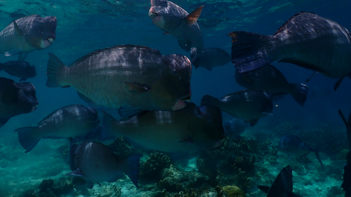 西巴丹隆头鹦鹉鱼不但数量多，而且个个体积也大的惊人，每一只目测大约20至30公斤。