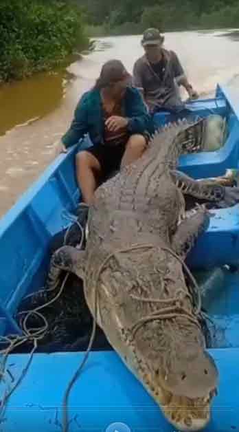 继上个月捕获巨鳄后，该渔民于周一（12日）再次捕获一只200公斤重的鳄鱼。

