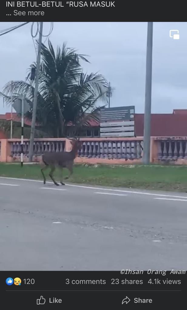 网传鬣鹿在马路上奔跑的视频，调查后证实不列入受保护的野生动物名单。（视频截图）