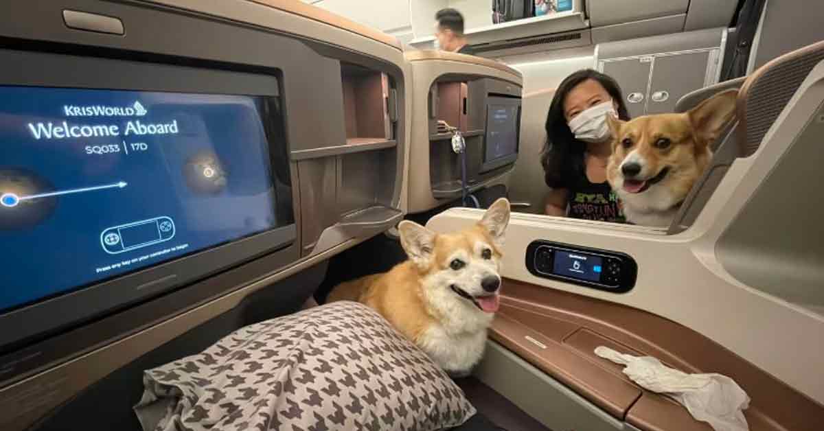 网友Tommy Suriwong在面子书分享两只爱犬坐商务舱座位，随他们飞到新加坡，再转飞泰国。