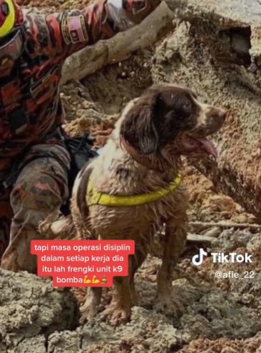 搜救犬全身沾满泥浆，认真投入搜救行动。