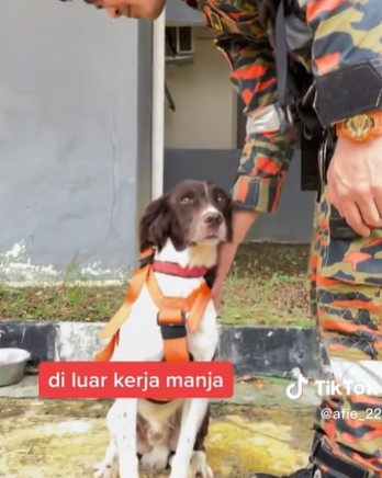 搜救犬平日十分调皮捣蛋。