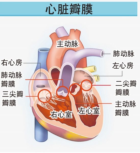 心脏超音波也能用于查看心瓣膜、心房等结构是否正常运作。