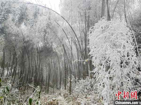 <b>寒潮抵达广西 </b>－－中国广西柳州市融水苗族自治县，杆洞乡尧告村受寒潮影响，高山区域出现雾淞景观，竹子上挂满了冰凌。这是广西今年以来最强急剧降温，并伴有大风降雨强寒潮天气。（中新网）
