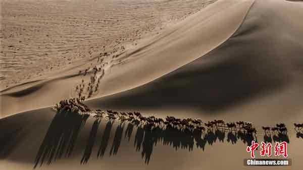 <b>骆驼冬日转场</b>－－　冬日时节，内蒙古自治区阿拉善盟阿拉善右旗呼和乌拉嘎查的牧民们，带着干粮和饮用水，骑着摩哆穿越沙漠，将春夏季放养在巴丹吉林沙漠的骆驼陆续找回。牧民各自认领后，再将骆驼转入冬场放牧，从而使沙漠牧场生态得以修复。（中新网）