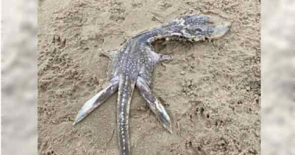 英国海滩出现的不明生物遗体。