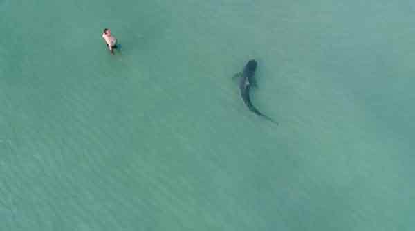 一对夫妻在夏威夷浮潜遭鼬鲨攻击。（示意图）
