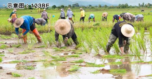稻农促请政府 提供成本补贴