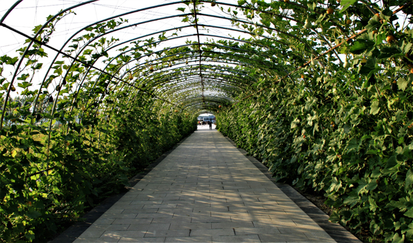 专门设立的铁架，种植各种瓜类，夏天也可纳凉。