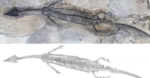 距今2.44亿年 云南首现新种“奇异罗平龙”
