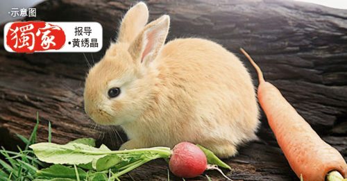 宠物店促民众 勿买兔应节 避免弃养