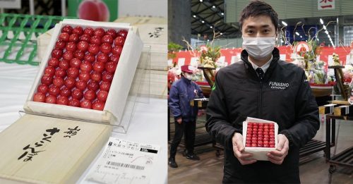 日本极品樱桃拍卖 500克售4.3万创纪录