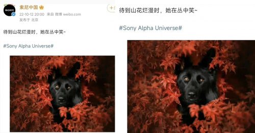 中国控索尼微博屡辱华  贺卡“有尼更精彩”也被删