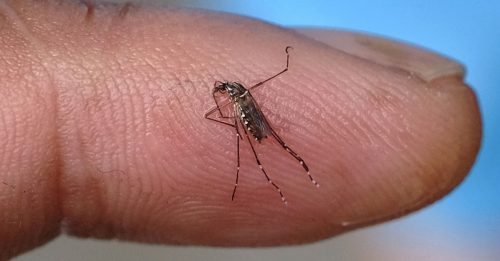 杀虫剂效果大减 亚洲蚊子抗药性增强