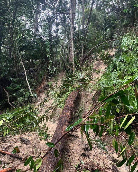 雨水频仍导致拉律山发生泥崩树倒，当局宣布关闭拉律山。