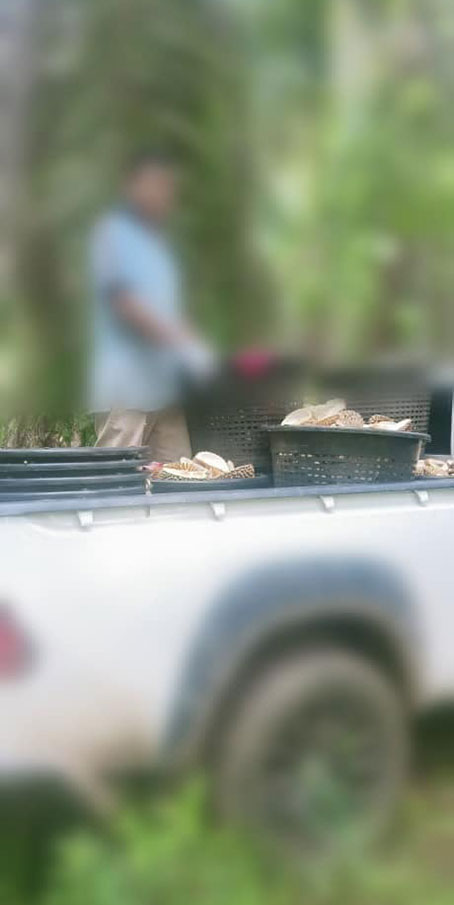 男子在都赖路的油棕园非法丢弃榴梿壳，被执法人员逮个正着。