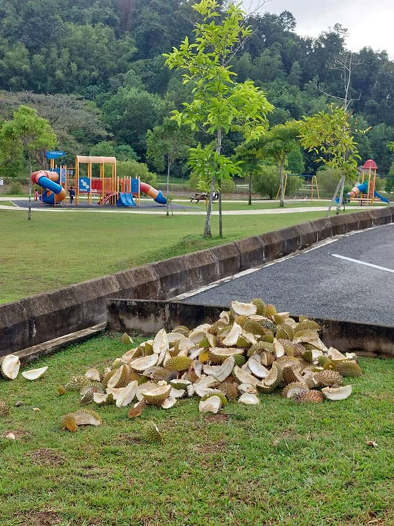 不负责任的人士将垃圾壳非法丢弃在城市公园路旁。
