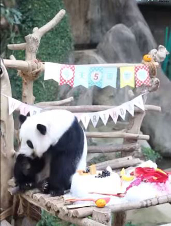 熊猫, panda