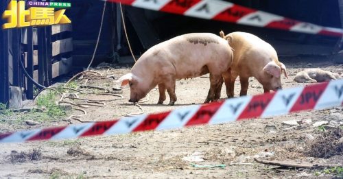 ◤非洲猪瘟◢ 槟11养猪场有非洲猪瘟病例 3家4000只猪已销毁