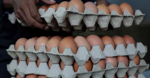 农业部保证  本月起肉鸡和鸡蛋 供应正常