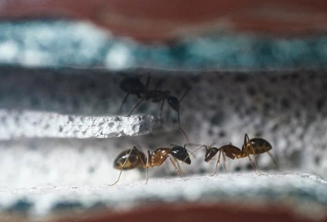 科学家首次发现，蚂蚁具有识别尿液中癌症气味的能力。（示意图）
