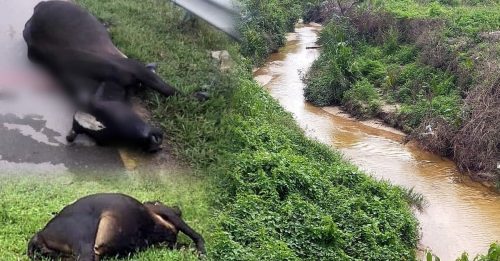 疑垃圾场污水再外流 11牛误饮污水被毒死