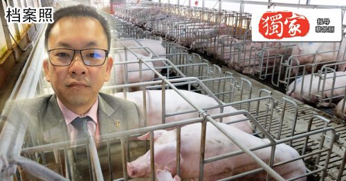 农业部正审核猪农名单 待时机宣布政府援金