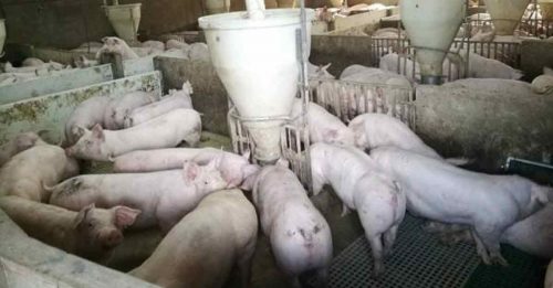 非洲猪瘟扩散 7农场沦陷 929猪被销毁