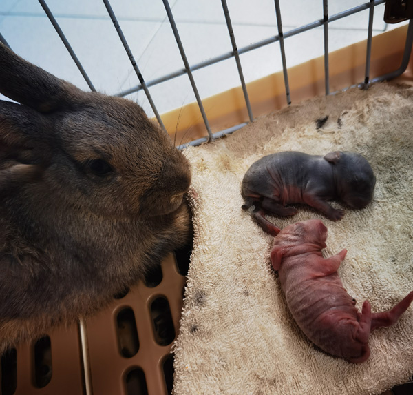 兔妈妈KoKo生下兔宝宝KK和布布。