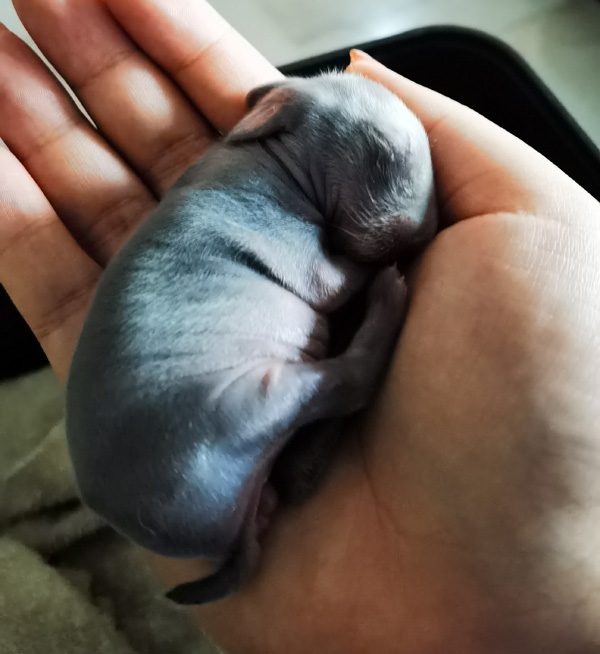 刚出生的兔宝宝光秃秃像小老鼠。