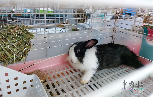 兔子的主食是牧草，从供应商处直接取货配搭新鲜牧草很受欢迎。（图：受访者提供）