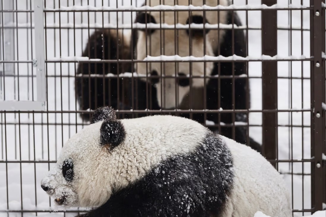 2018年抵达阿赫塔里动物园的大熊猫