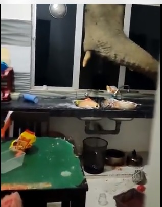 大象破窗伸出象鼻，在客工的厨房翻找食物。