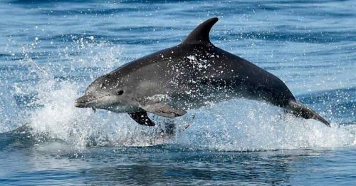 研究：噪音污染 害海豚要拉高嗓门沟通