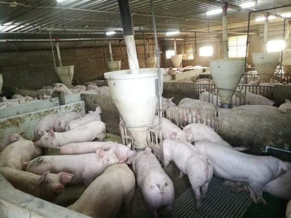 7农场沦陷，槟政府宣布非洲猪瘟爆发成灾。（档案照）