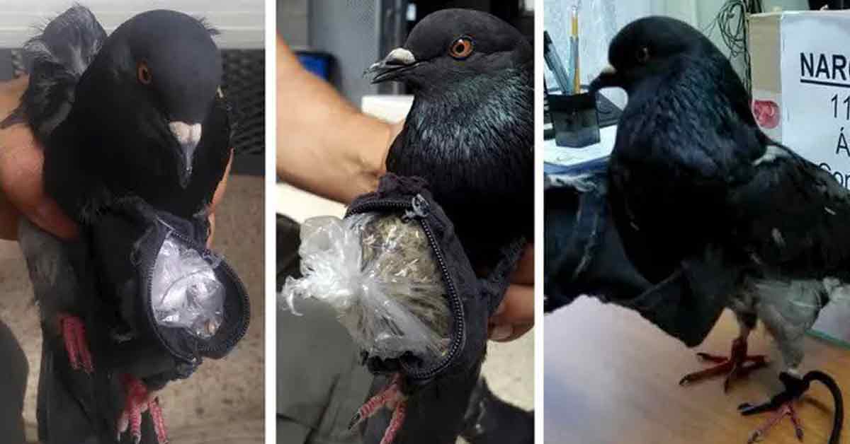 鸽子身上携带着一个小背包，里面藏有30克冰毒。