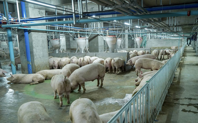 养猪大楼内部配备了自动化控制系统的猪舍。（新华社）