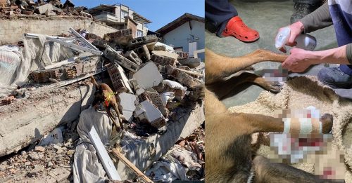 ◤土耳其强震◢ 瓦砾堆赤足行动 搜救犬脚伤渗血