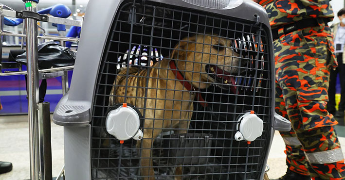 飞赴土耳其，参与搜救地震灾民任务的明星搜救犬“Denti”，因伤风而暂时休息。